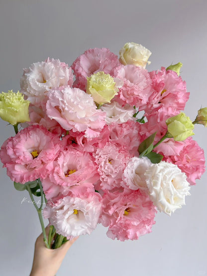 Eustoma 洋桔梗｜1 Bundle [CN]