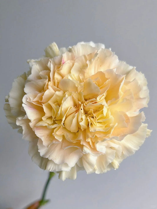 芙蓉｜Carnation｜20 Stalks [Colombia]