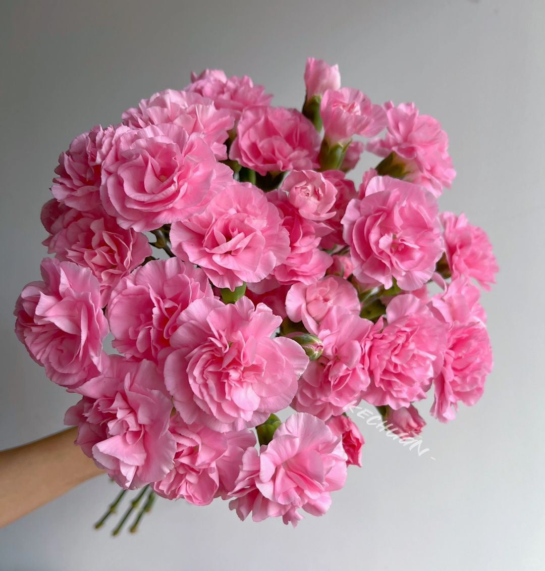 珍珠粉｜Spray Carnation｜20 Stalks [CN]