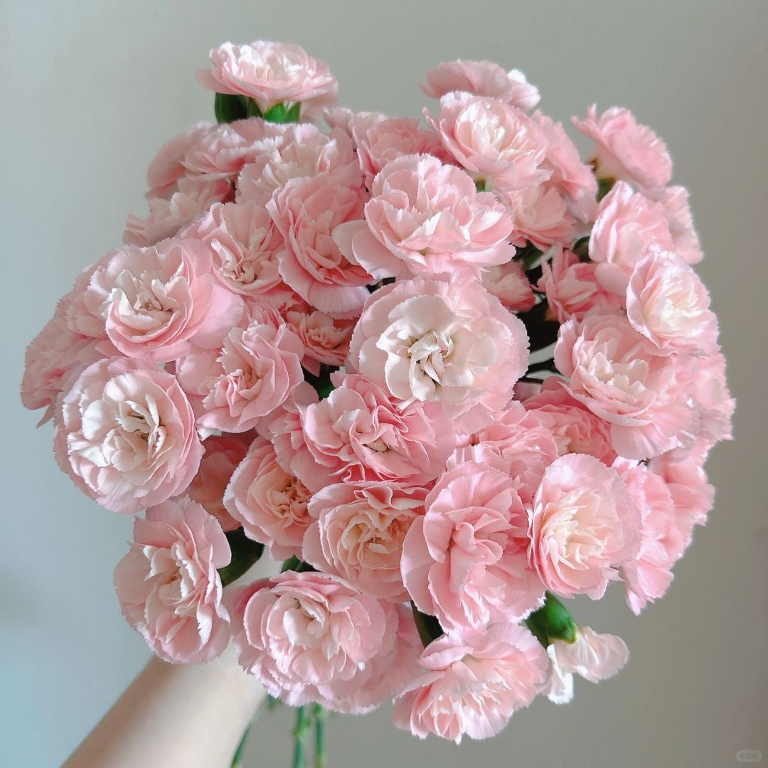 冰露｜Spray Carnation｜20 Stalks [CN]
