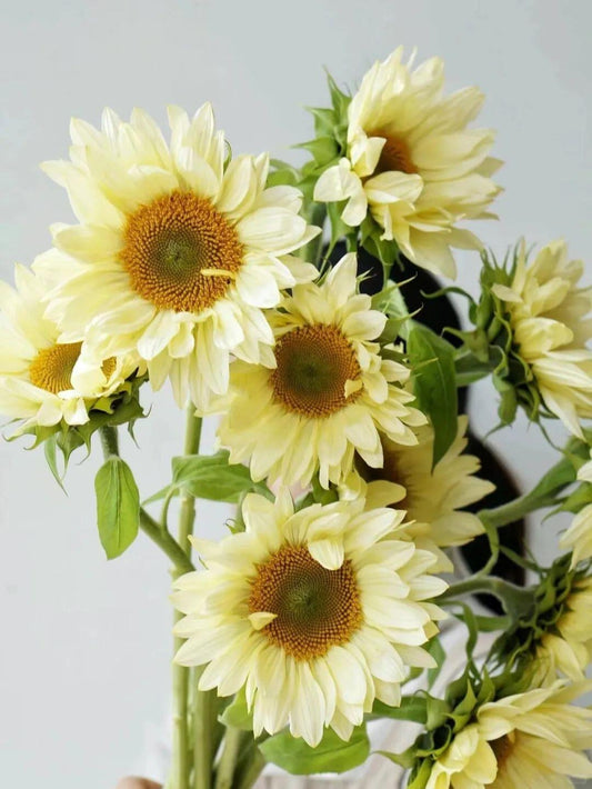 Sunflower Cream｜5 Stalks  [Malaysia]