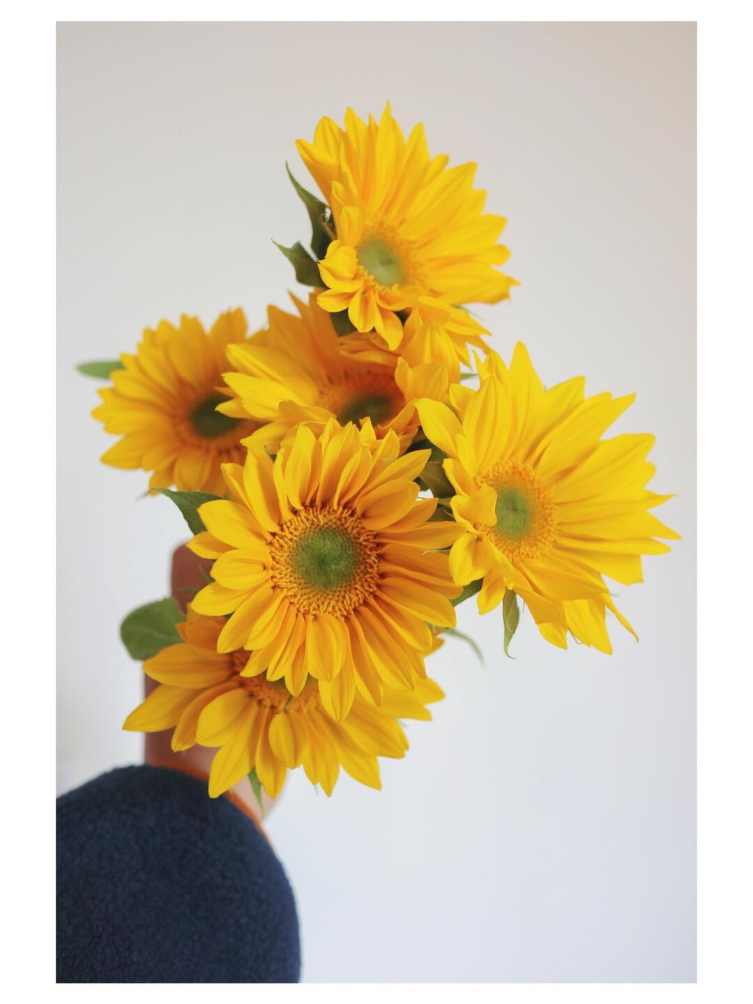 Sunflower Mini Green Heart ｜10 Stalks [Malaysia]