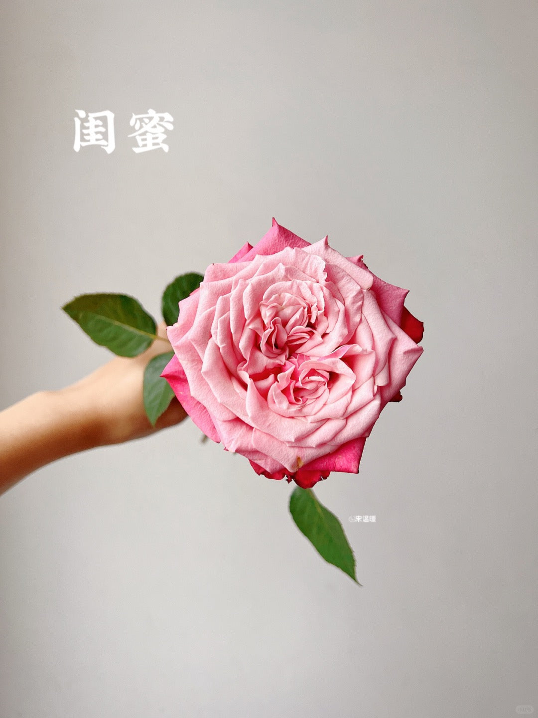 Alter Ego 闺蜜｜Rose｜20 Stalks [CN]