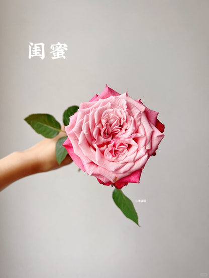 Alter Ego 闺蜜｜Rose｜20 Stalks [CN]