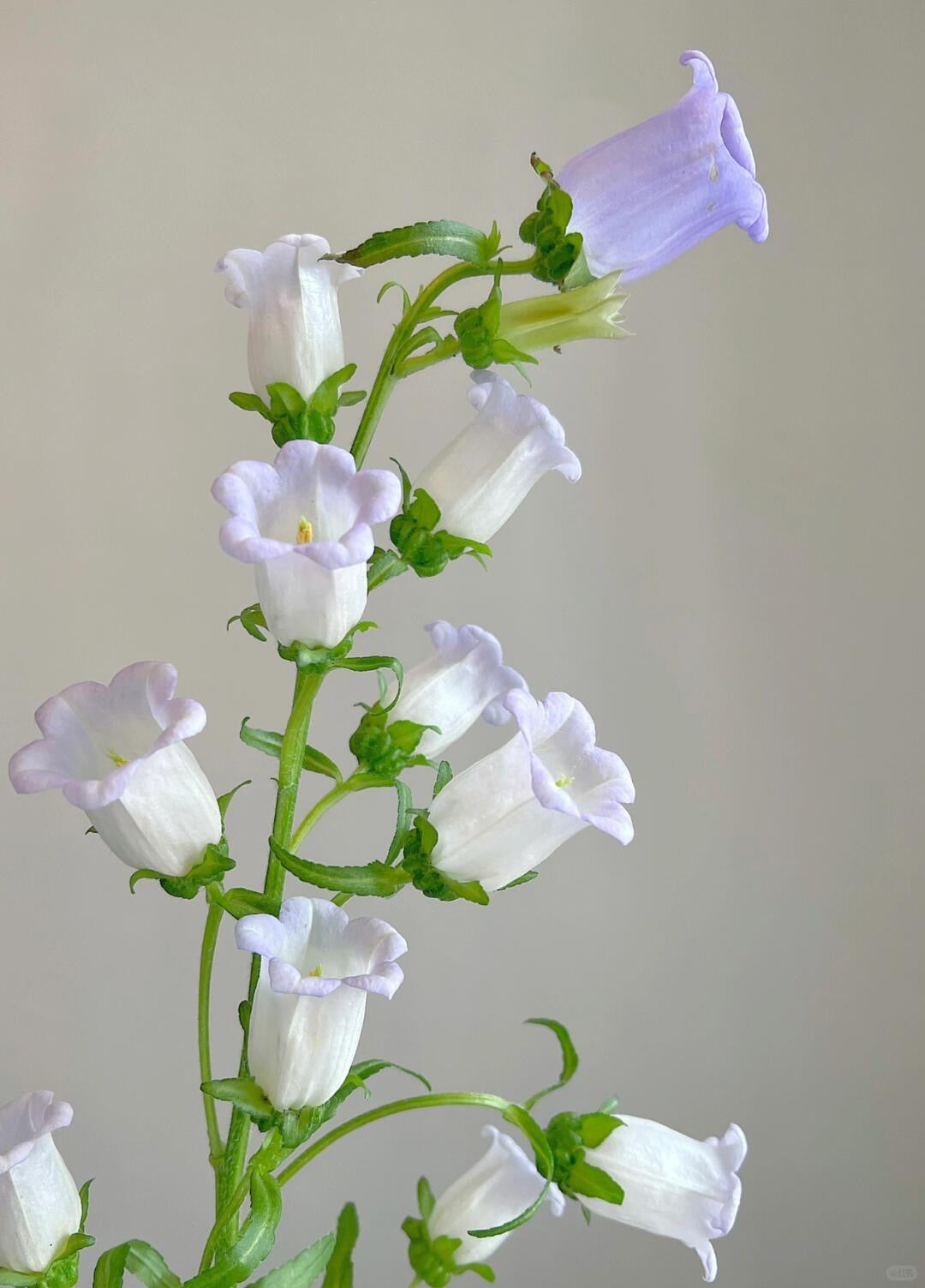 Campanula Medium 风铃花｜10 Stalks [CN]