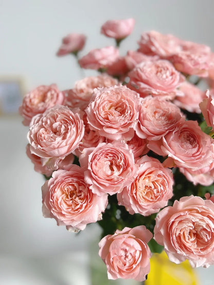 Julieta 朱丽叶塔｜Spray Rose｜10 Stalks [CN]