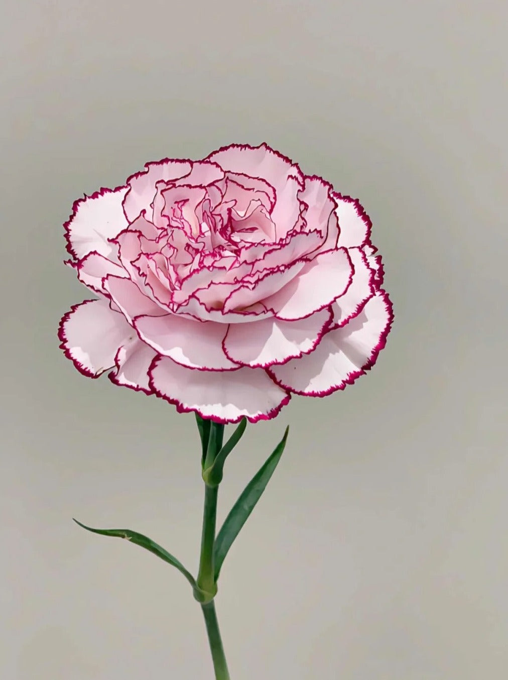 紫精灵 ｜ Carnation｜20 Stalks [CN]