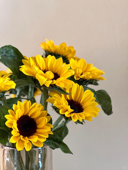 Sunflower Mini Black Heart｜10 Stalks [Malaysia]