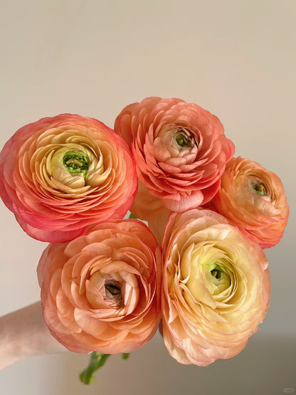 Ranunculus 洋牡丹｜5 Stalks [CN]