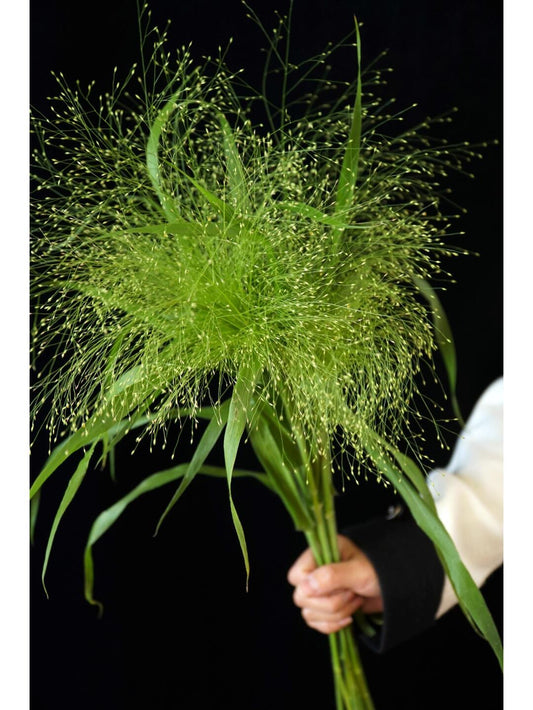Fountain Grass 喷泉草｜1 Bundle [CN]