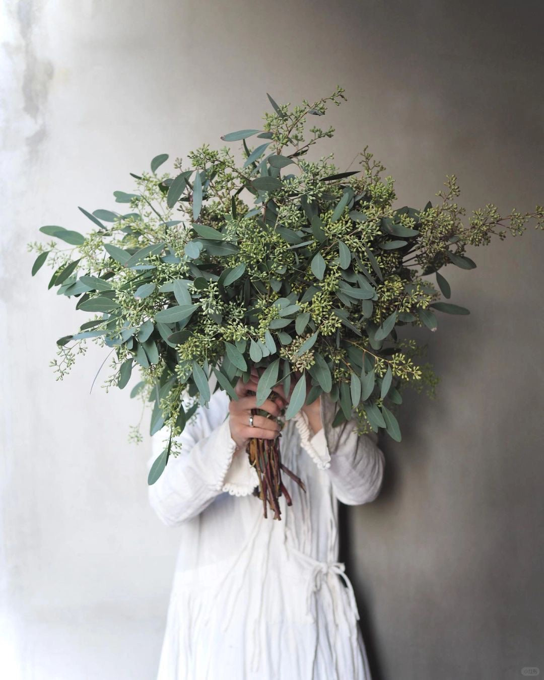 Eucalyptus Populus with Berry 带果尤加利叶｜1 Bundle [CN]