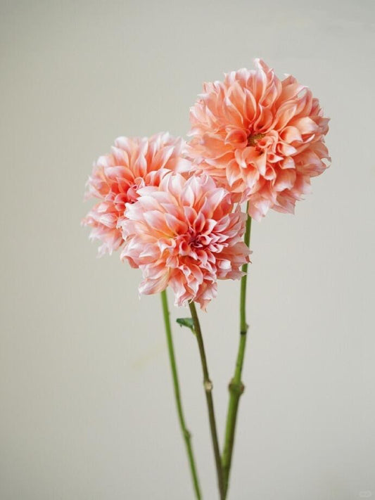 Dahlia 奶油桃子｜5 Stalks [CN]