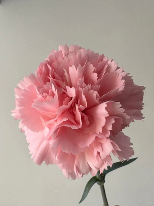 粉钻 ｜Carnation｜20 Stalks [CN]