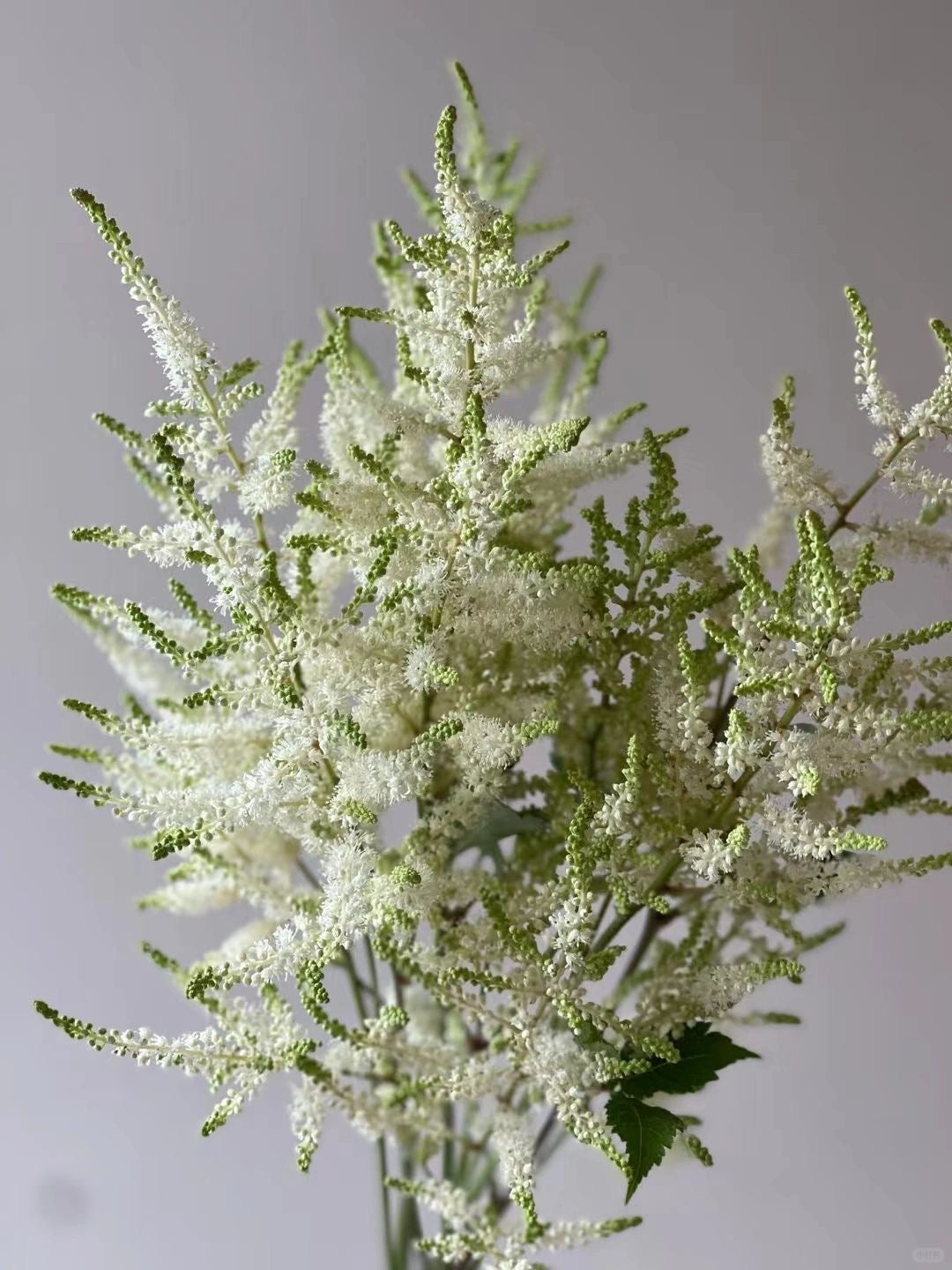 Astilbe Chinensis | 10 Stalks [Holland]