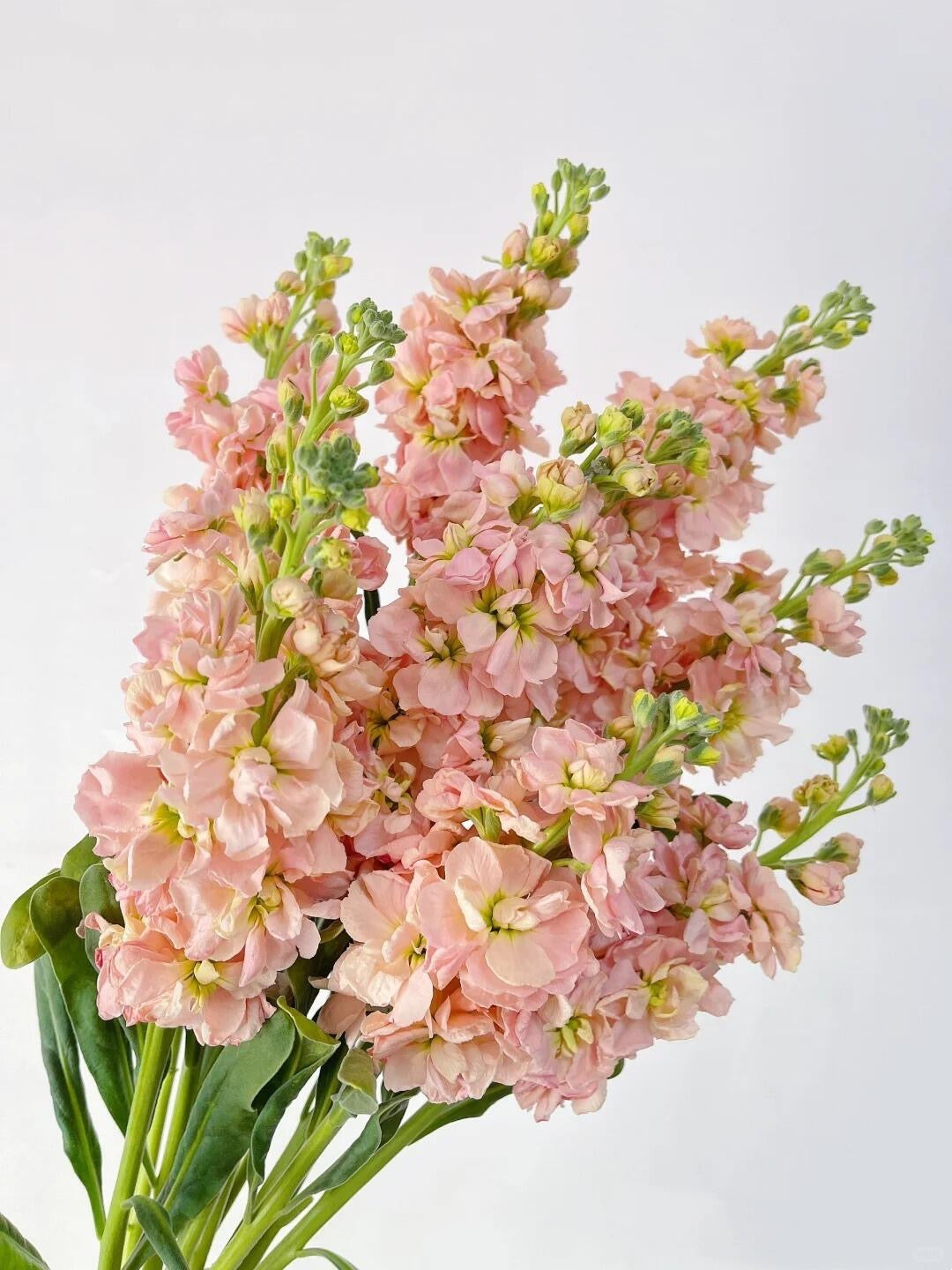 Mattiola 紫罗兰｜10 Stalks [CN]