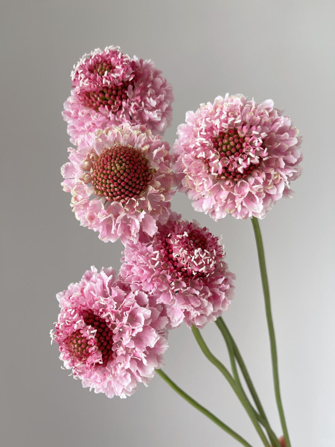 Scabiosa 松虫草 ｜1 bundle [CN]