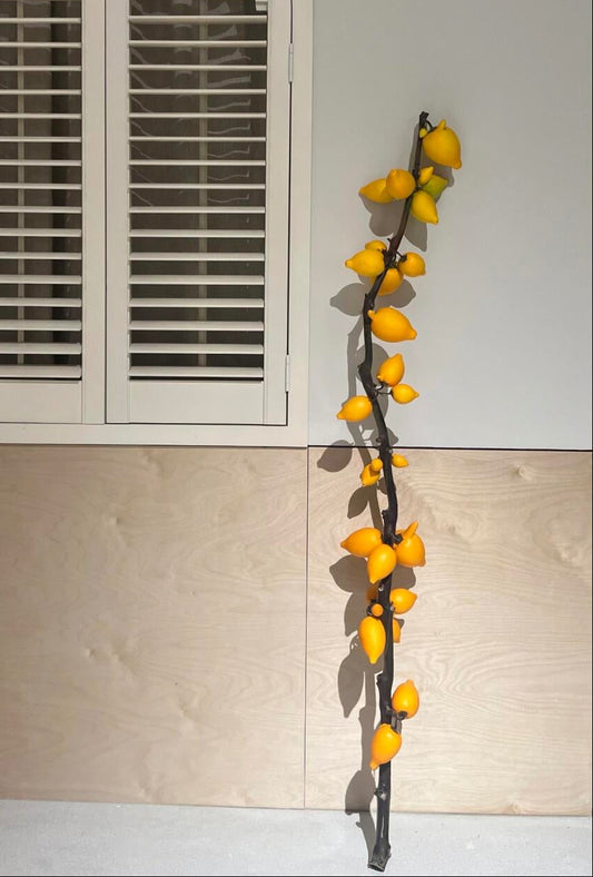 Solanum Mammosum 五福果｜1 Stalk [CN]