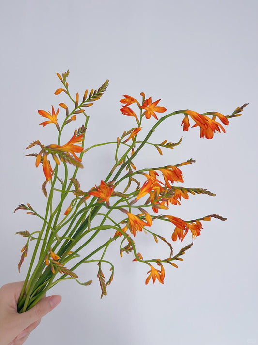 Crocosmia 火焰兰 ｜1 Bundle [CN]