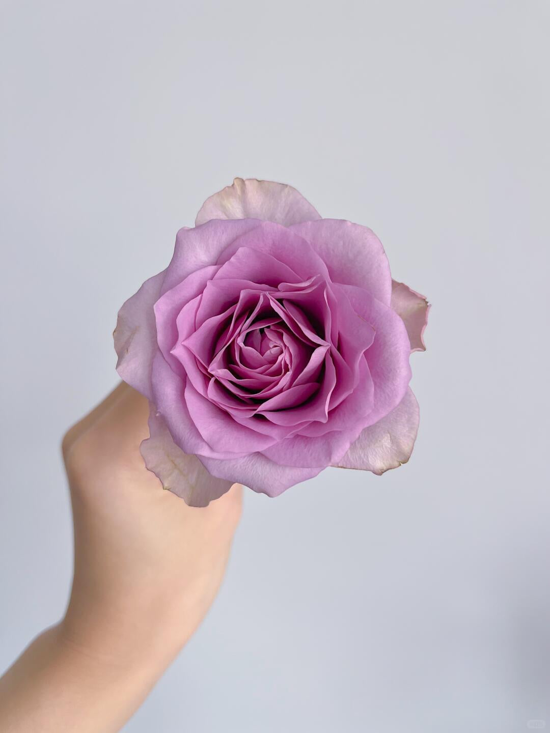 Zixia Fairy 紫霞仙子｜Rose｜20 Stalks [CN]