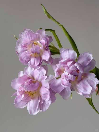 Double Tulips 树莓挞｜10 Stalks [CN]