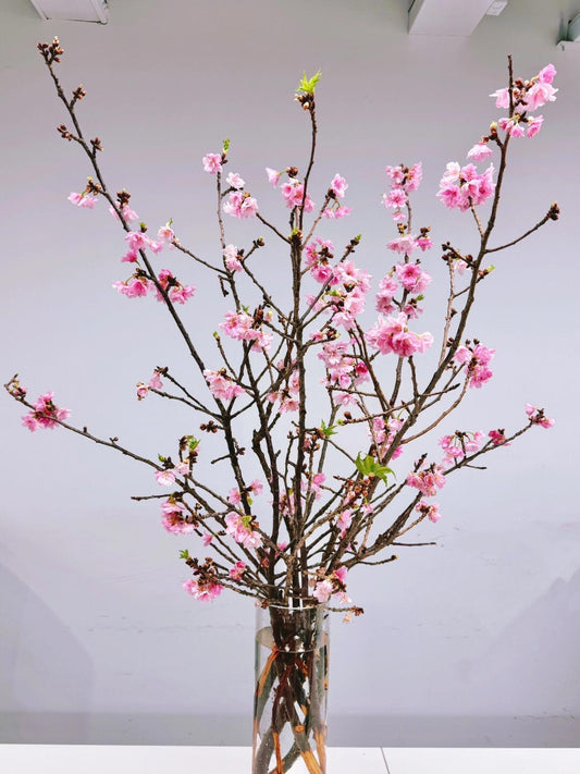 Cherry Blossom 樱花｜1 Bundle [CN]