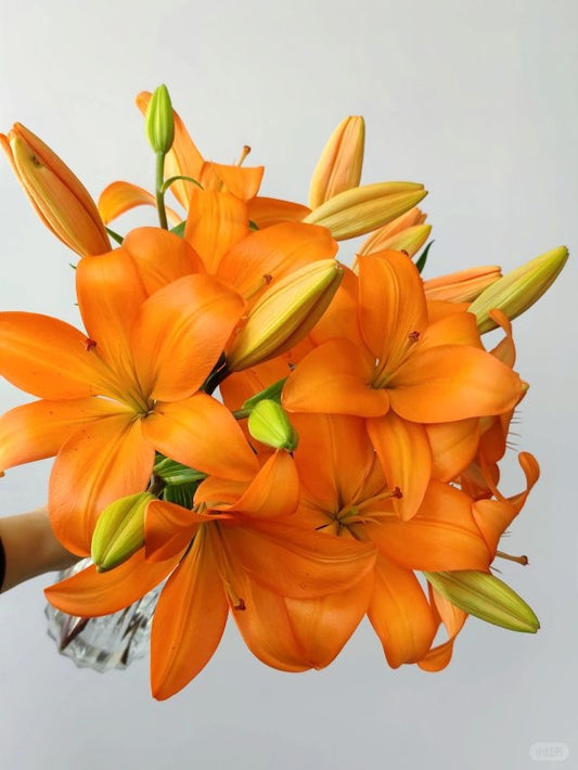 Lilies 橙色梦想｜Orange 5 Stalks