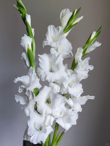 Gladiolus ｜10 Stalks [Holland]