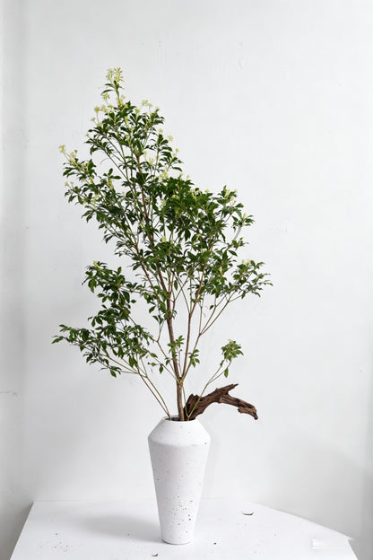 Pieris Japonica 马醉木｜120-130cm （1/2 Stems）｜Japan