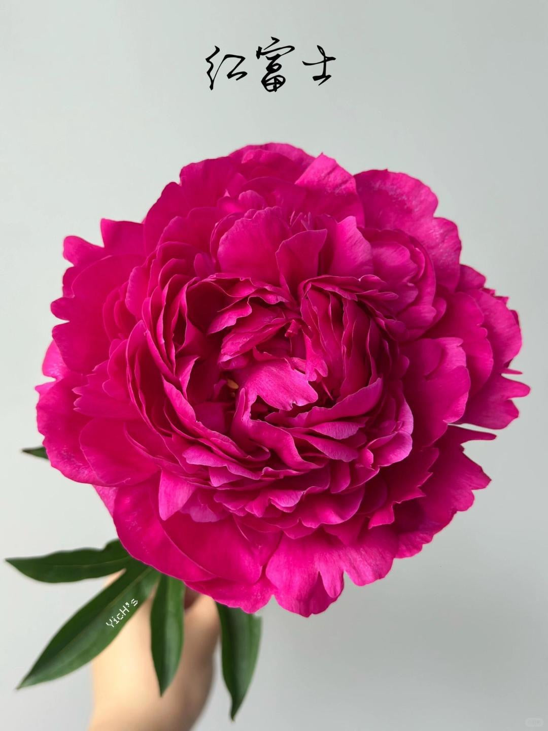 Peony 红富士 ｜5 Stalk [CN]