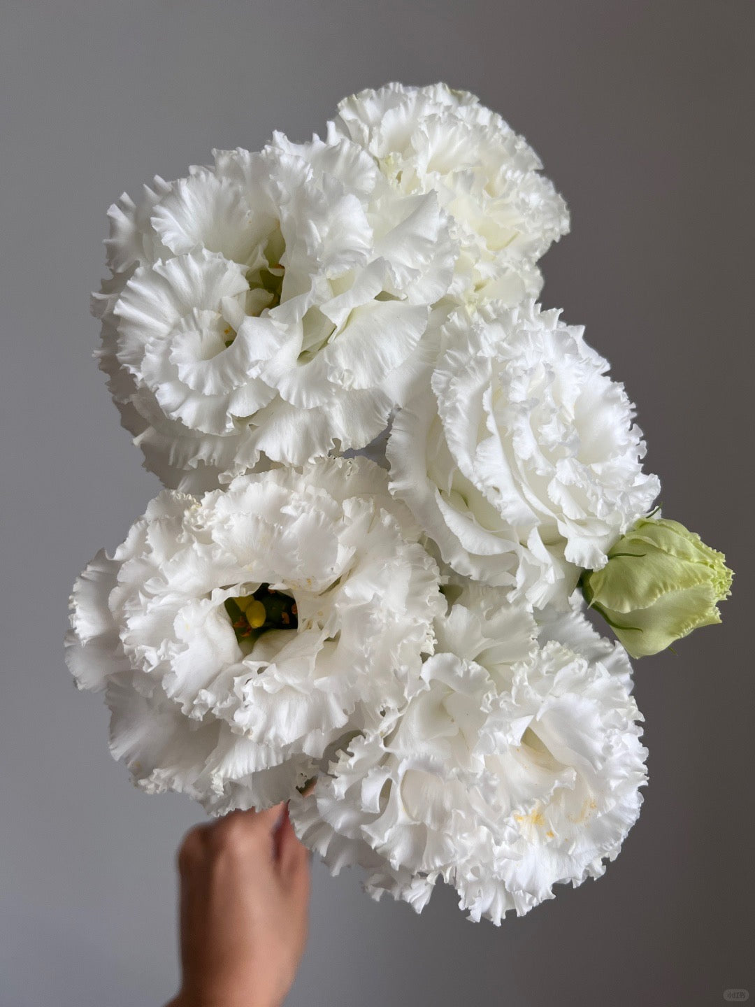 China Flowers – FLOWERSCENT