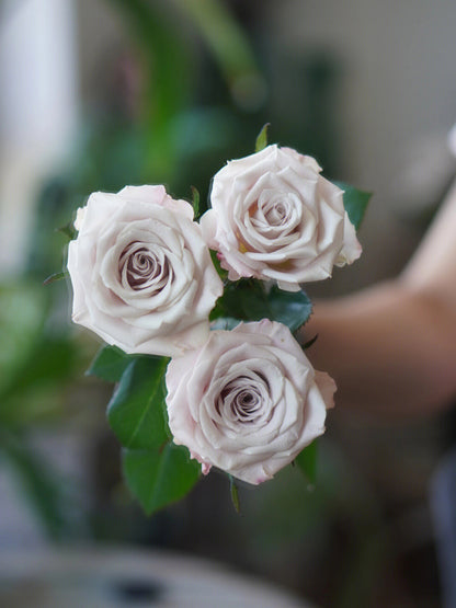 Manta 曼塔 ｜Rose ｜20 Stalks[CN]