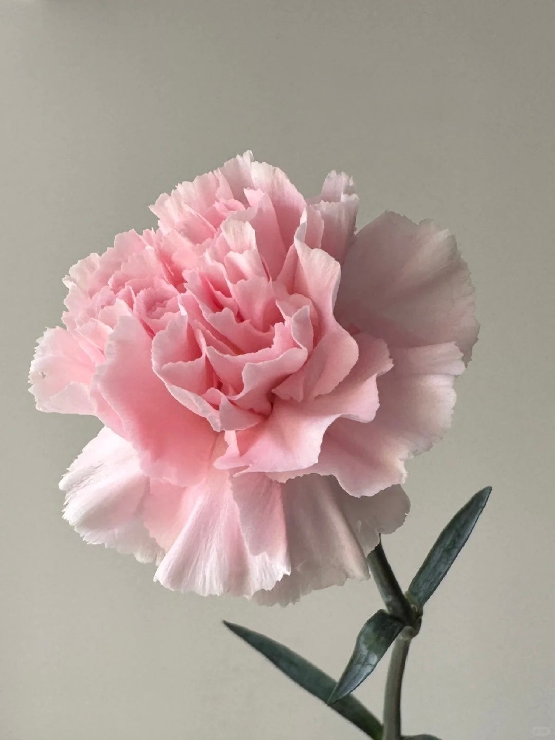 粉佳人｜Carnation｜20 Stalks [CN]