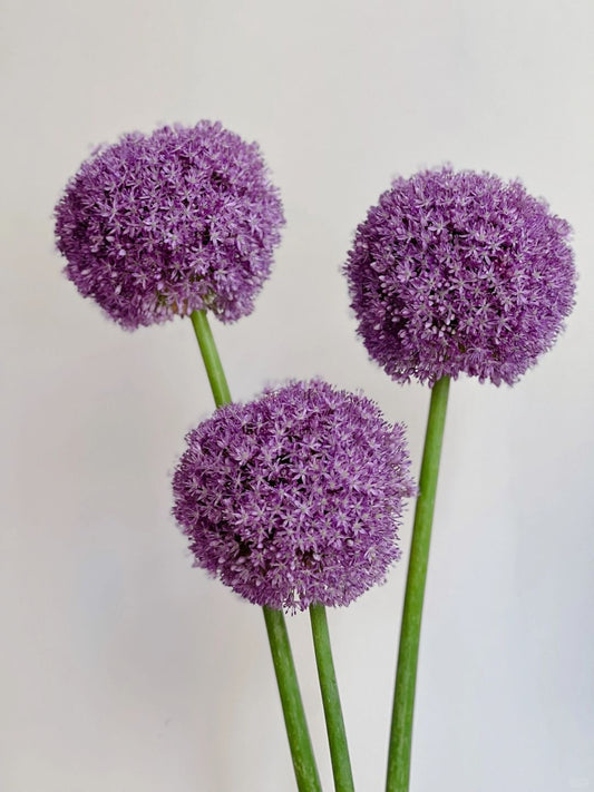 Allium  葱花｜1 Stalk