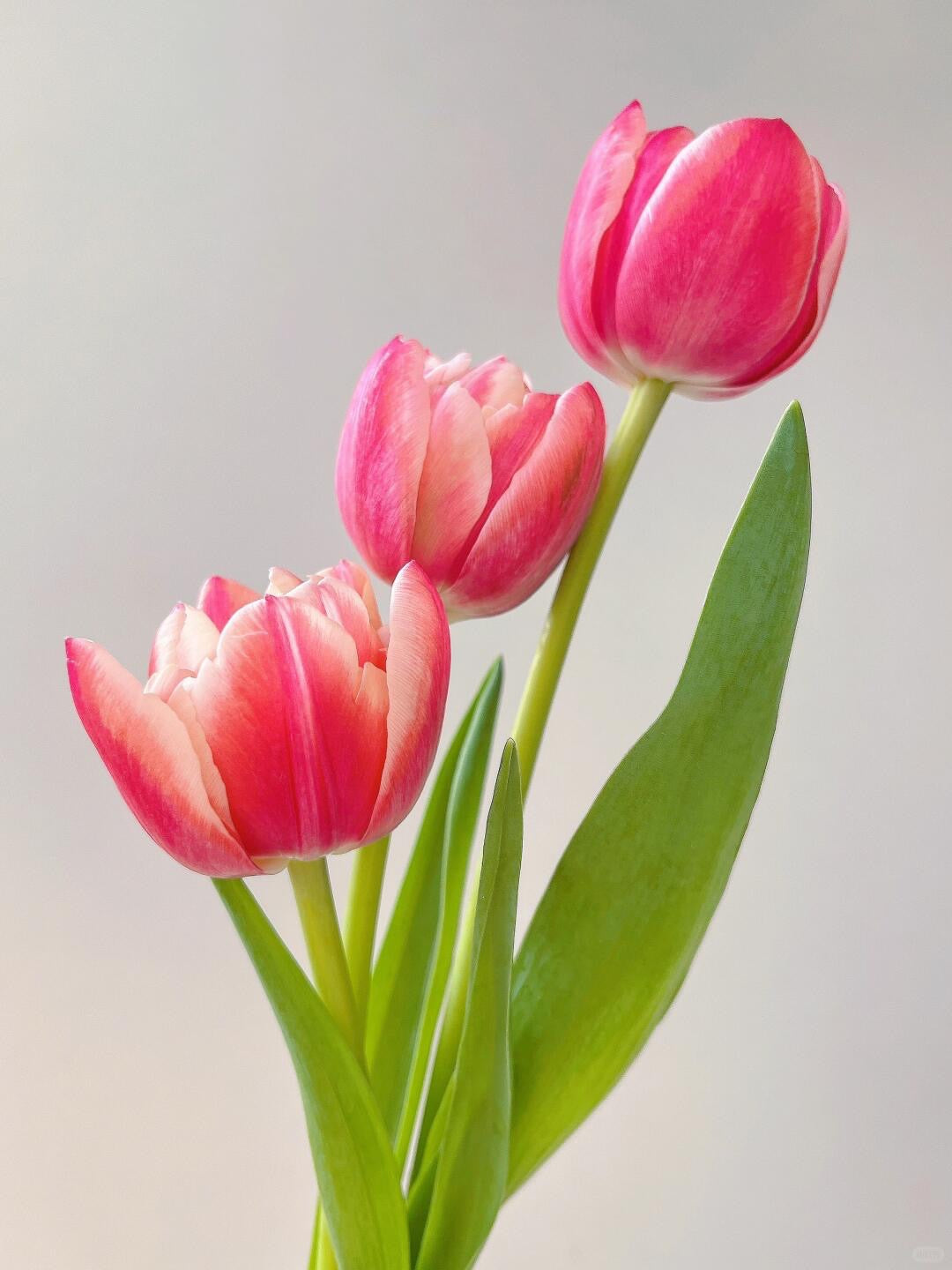 Tulips 草莓松饼｜10 Stems [CN]