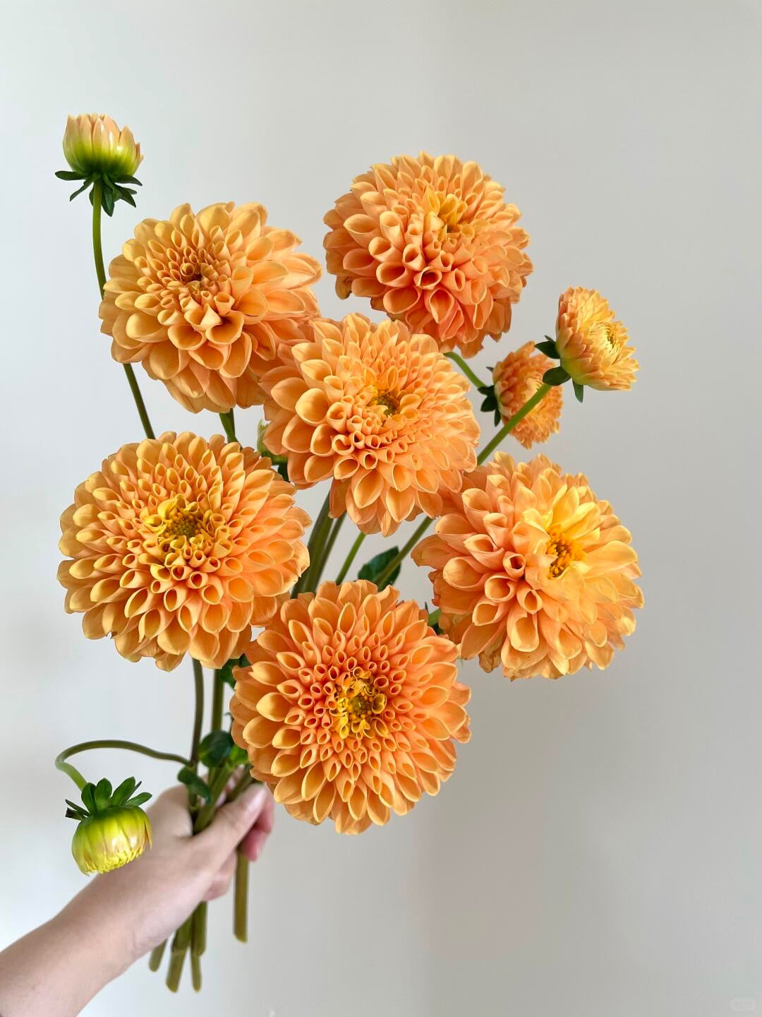 Dahlia 琳达宝贝｜5 Stalks [CN]