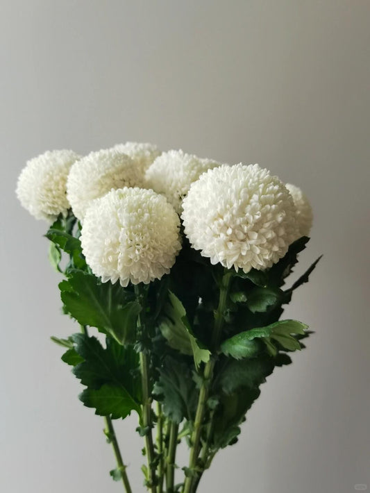 Chrysanthemum Ping Pong ｜10 Stalks [CN]