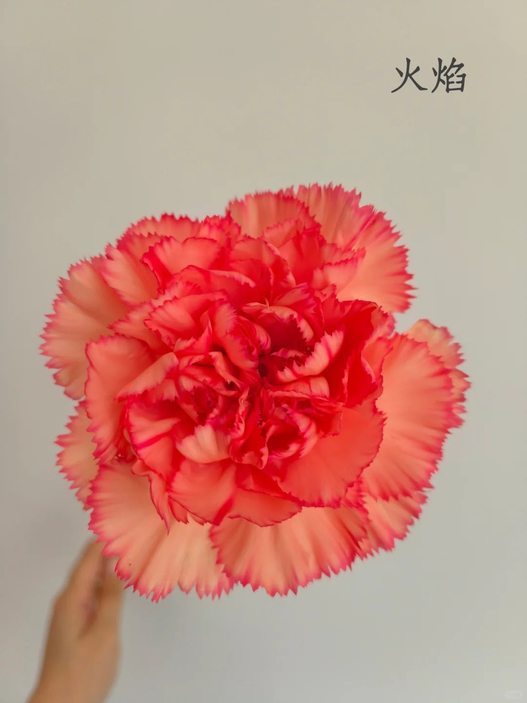 火焰｜Carnation｜20 Stalks [CN]