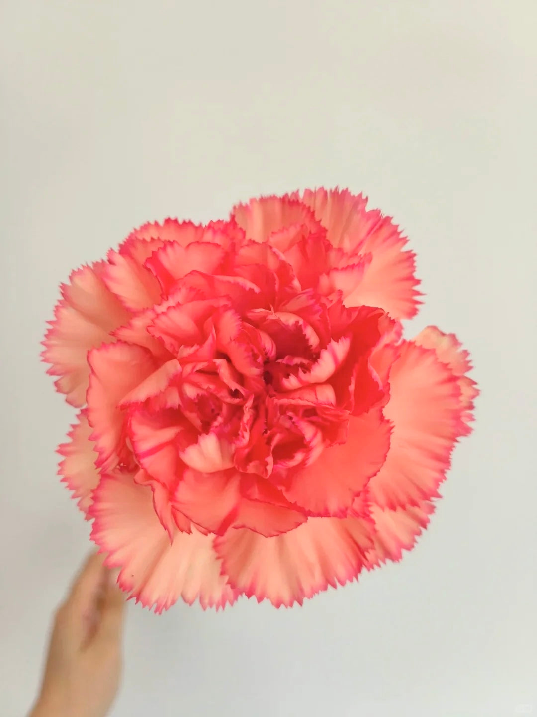 火焰｜Carnation｜20 Stalks [CN]