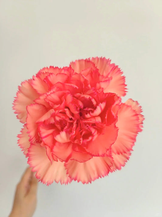 火焰｜Carnation｜20 Stalks [CN]