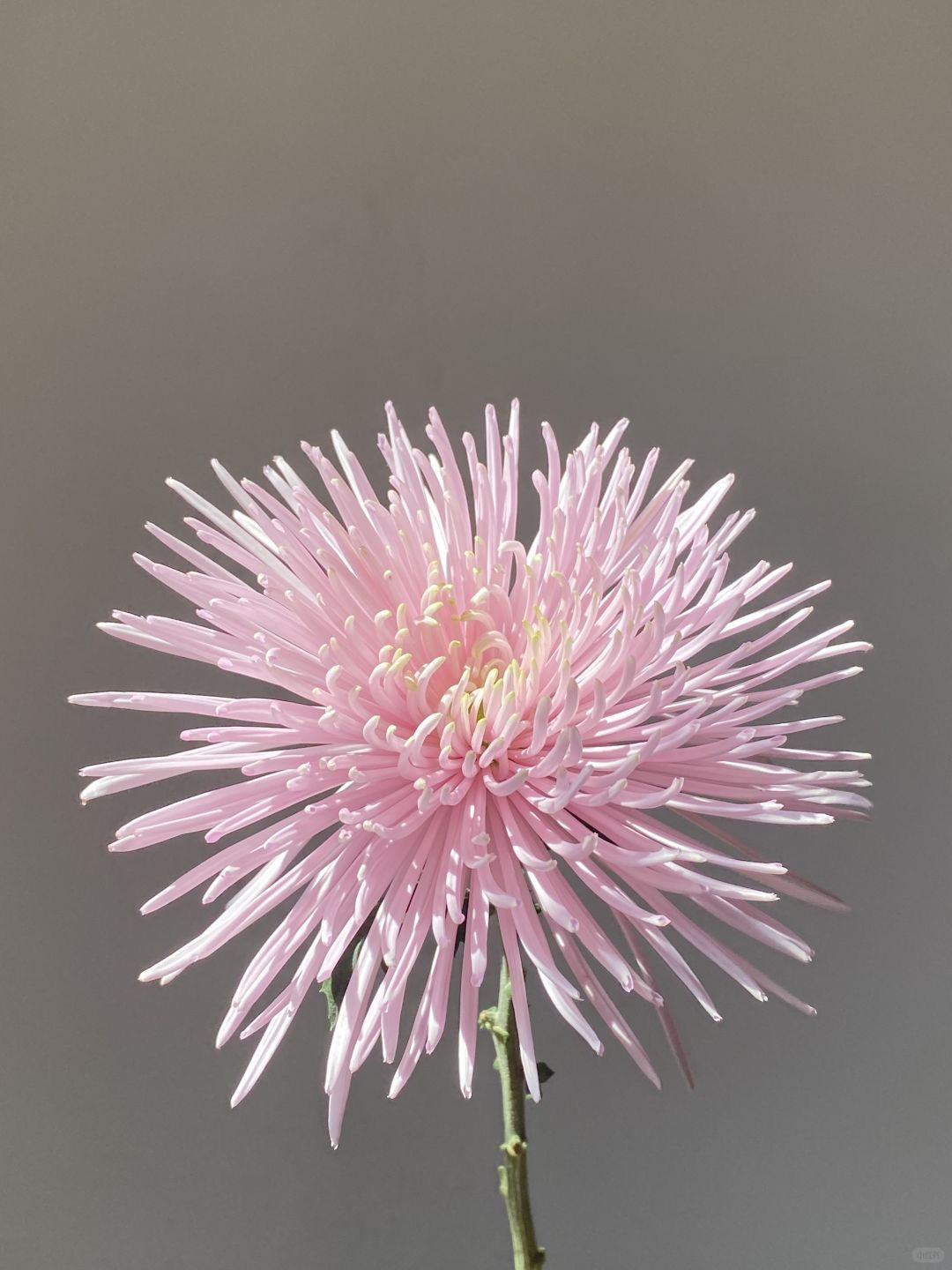Chrysanthemum Firework 烟花菊｜10 Stalks
