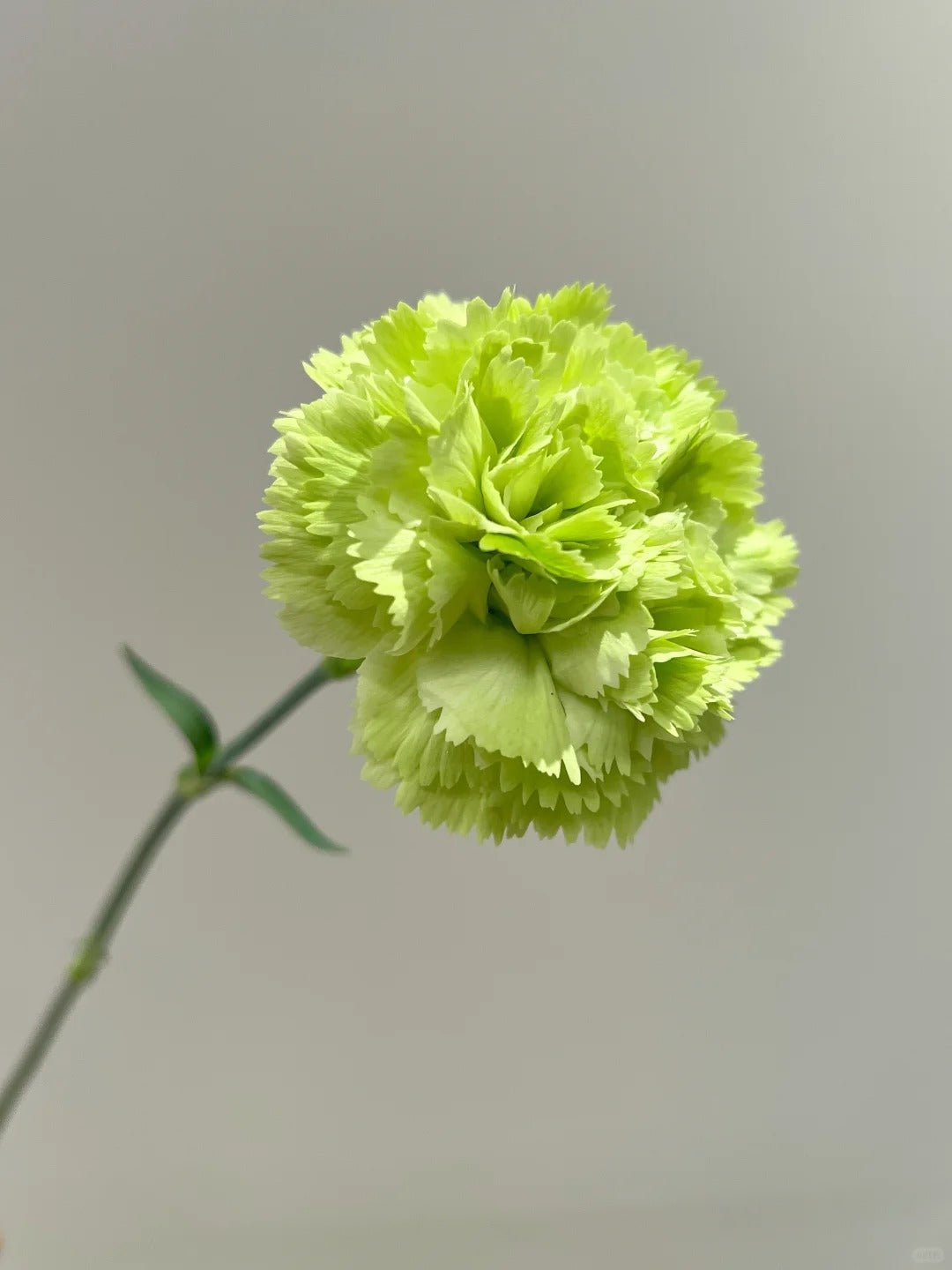 Green 绿康 ｜Carnation｜20 Stalks [CN]