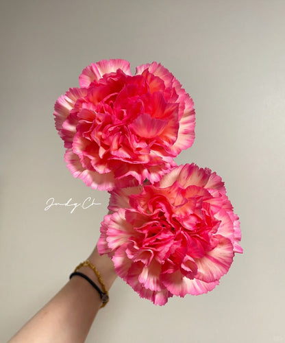 水蜜桃｜Carnation｜20 Stalks [CN]