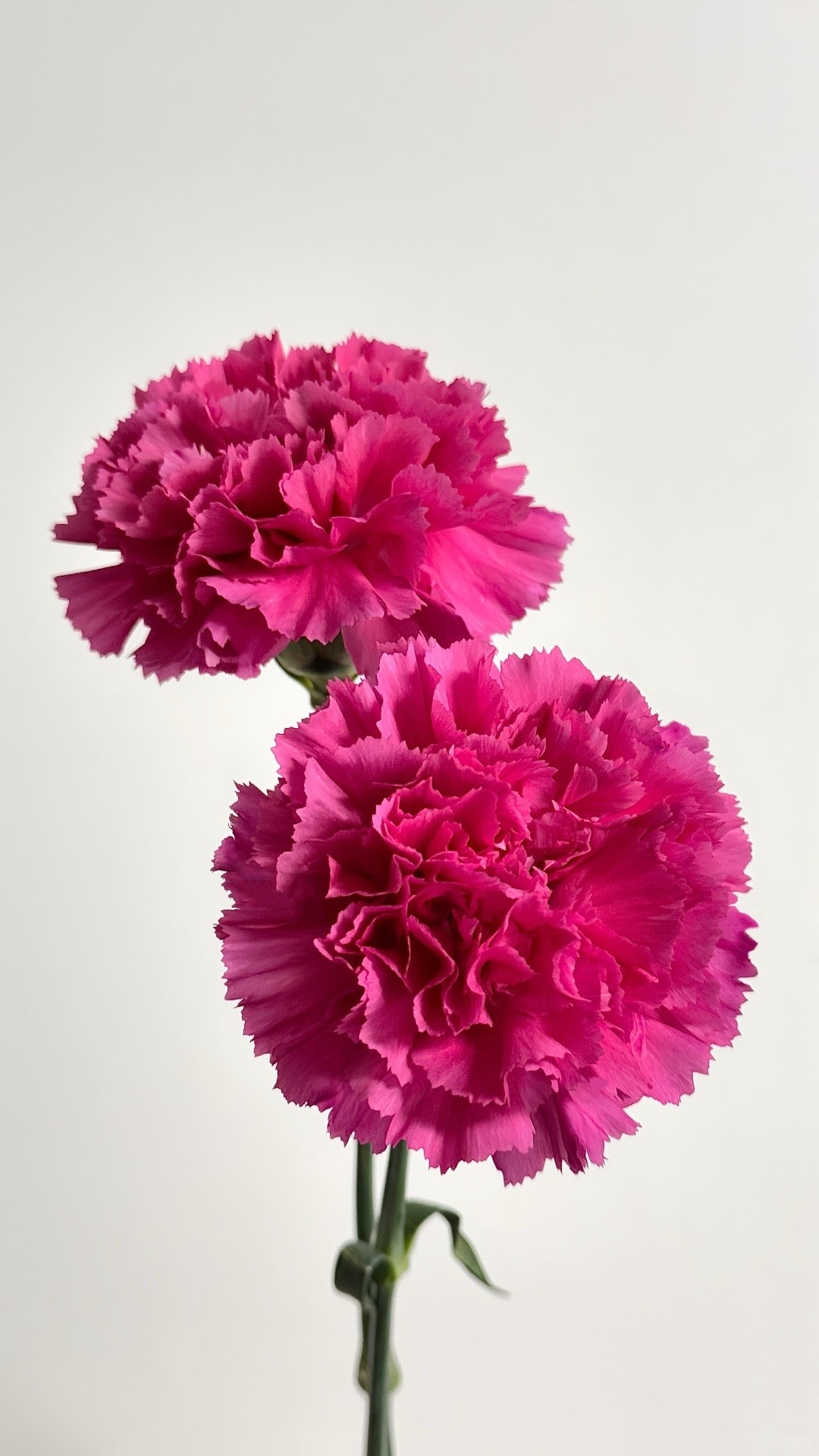 弗洛伊德｜Carnation｜20 Stalks