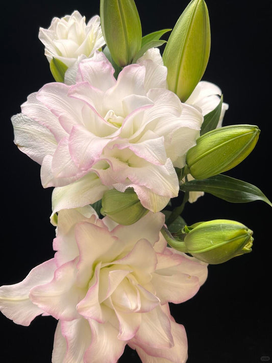 Lilies Double Petals 3 Heads 冰美人｜5 Stalks [CN]