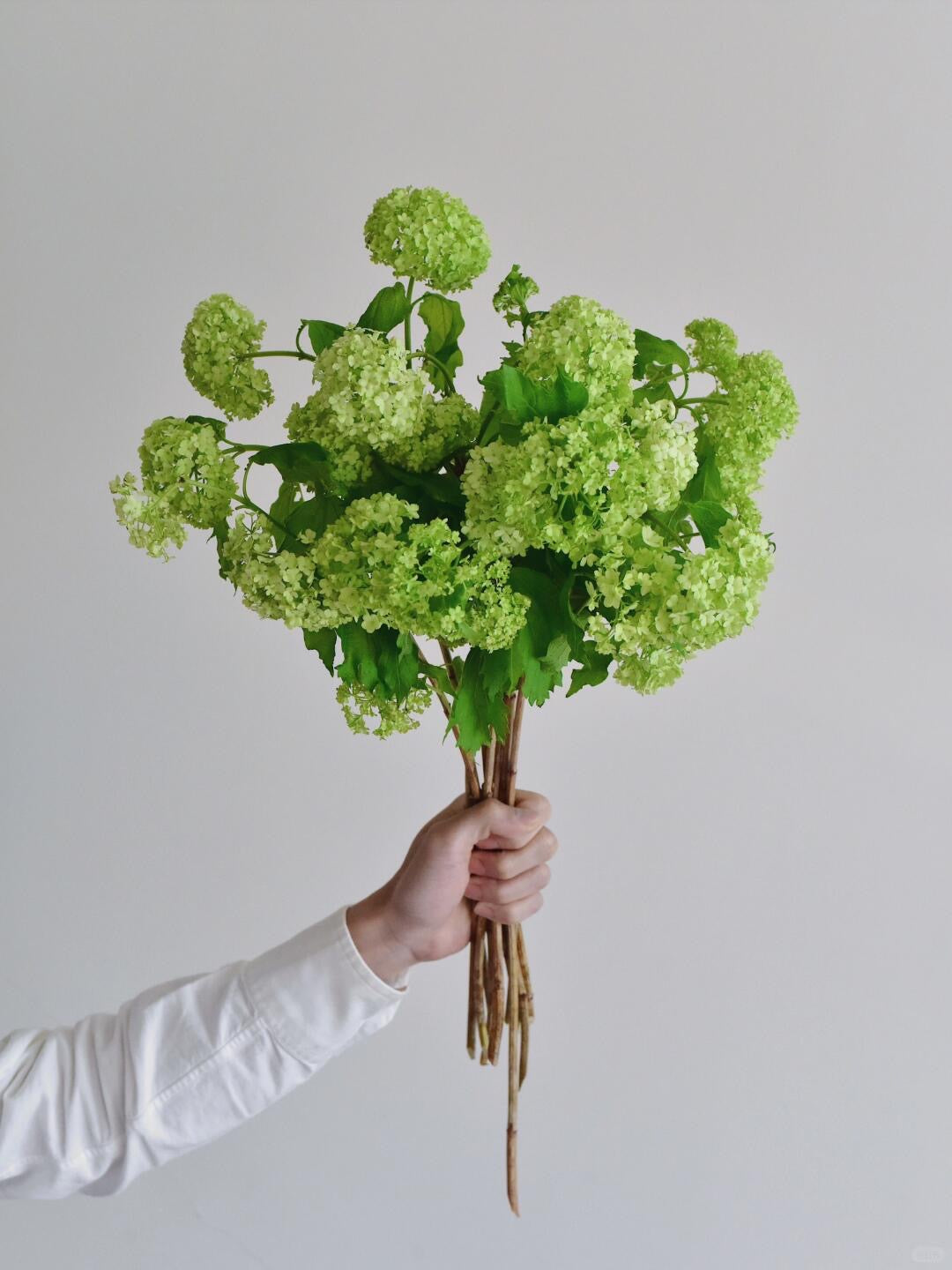 Viburnum Green 木绣球｜5 Stalks [Holland]