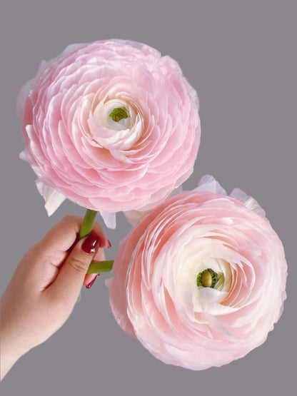 Ranunculus 洋牡丹｜5 Stalks [CN]