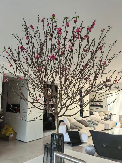 Peach Blossom｜150cm｜1 Stalk [CN]