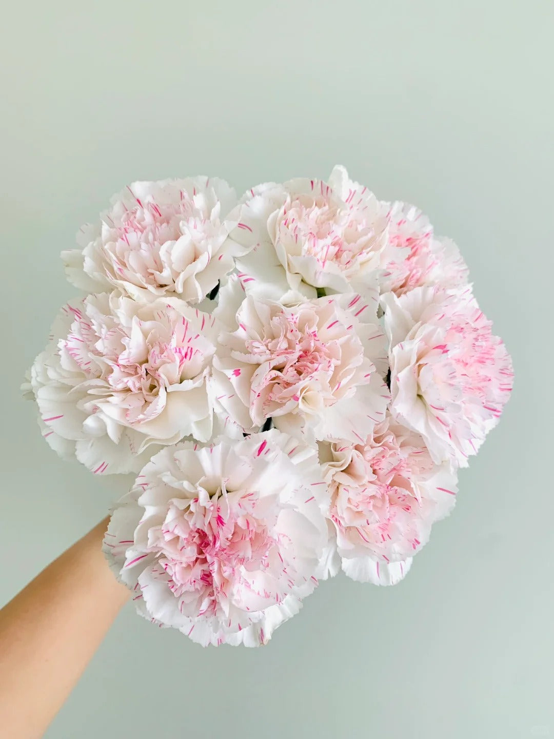 樱桃尤香 ｜Carnation｜10Stalks [CN]
