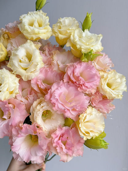 Eustoma 洋桔梗｜1 Bundle [CN]