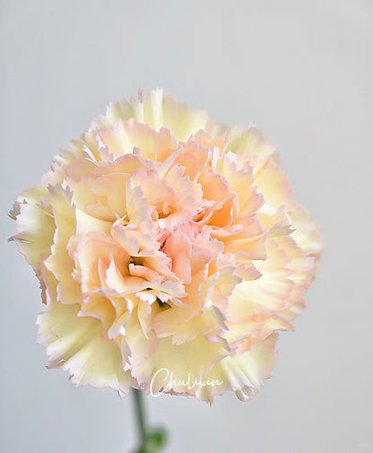 可可西里 ｜Carnation｜20 Stalks [CN]
